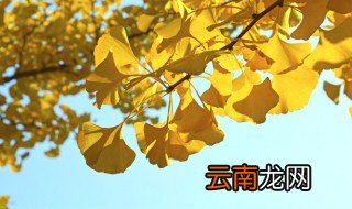 盆栽银杏树怎么养 盆栽银杏树养护教程