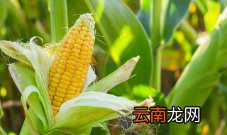 玉米里的虫子叫什么 玉米螟相关介绍