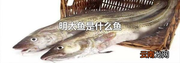 明太鱼是什么鱼