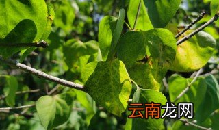 丁香如何养殖 养护丁香花方法