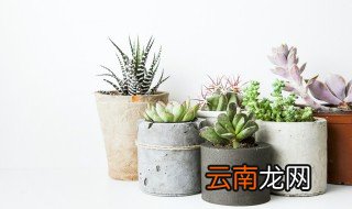 多肉植物红卷娟怎么养 多肉植物红卷娟养植方法