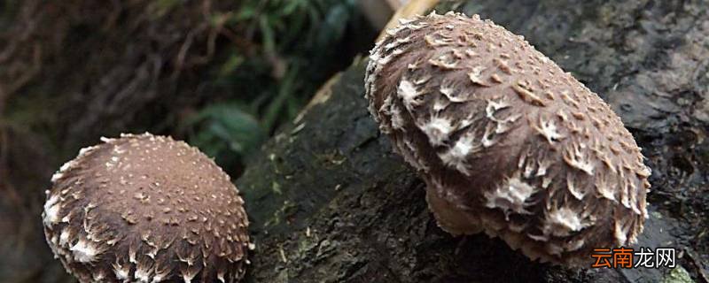 怎么判断香菇熟没熟