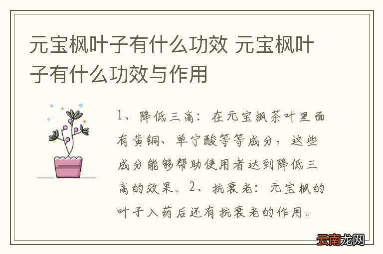 元宝枫叶子有什么功效 元宝枫叶子有什么功效与作用