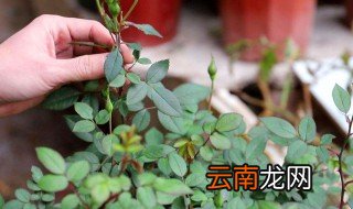 老花农春天这么施肥 老花农春天施肥方法