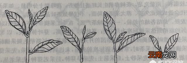 茶叶采摘有什么标准