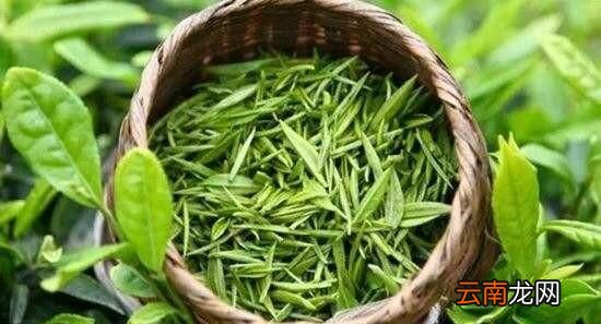 茶叶采摘有什么标准