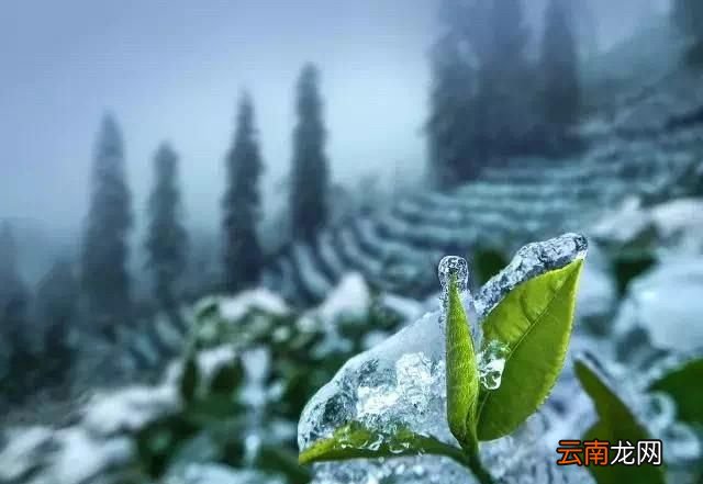 茶叶采摘有什么标准