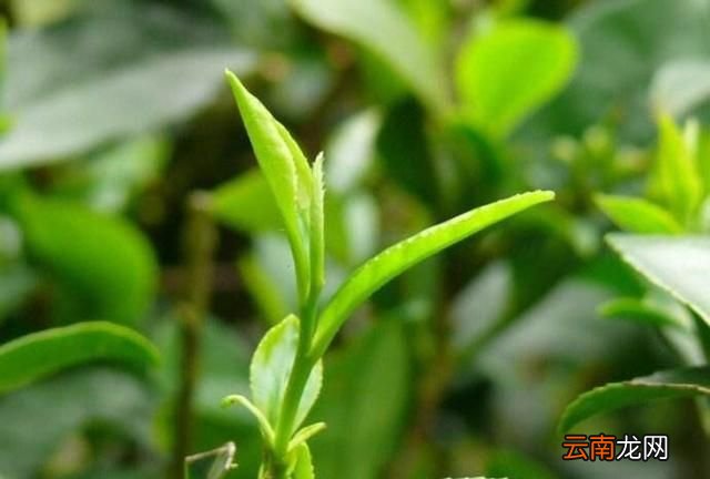茶叶采摘有什么标准