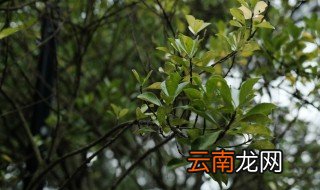 北美冬青的养殖护方法 北美冬青养护教程