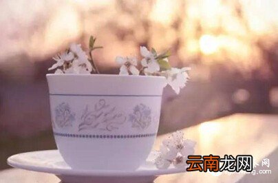 淡茶温饮 ，竟能最养生