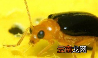 萤火虫拿到手上有毒吗 萤火虫拿到手上有没有毒