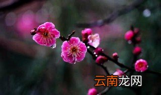 梅花代表着是什么意思 梅花的意义象征着是什么意思