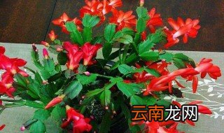 蟹爪兰秋冬季节如何管理 蟹爪兰秋冬季节管理方法