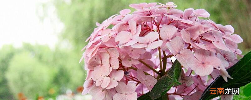 绣球花有毒吗 手碰了绣球花的叶子会中毒吗