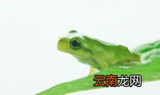 青蛙是什么寓意 青蛙代表着什么意思