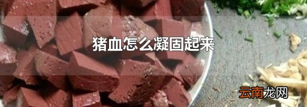 猪血怎么凝固起来