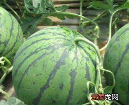 挑西瓜的5个小窍门是什么