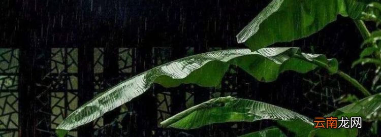 什么树的树干可以吃，跟红豆杉树叶有点像的叫什么树