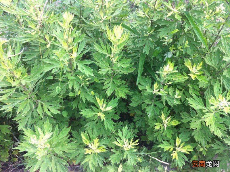 茵陈泡水喝的功效和禁忌