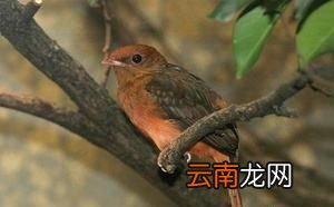 岩鸟的习性是什么