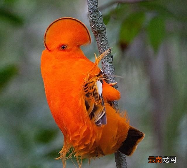 岩鸟的习性是什么