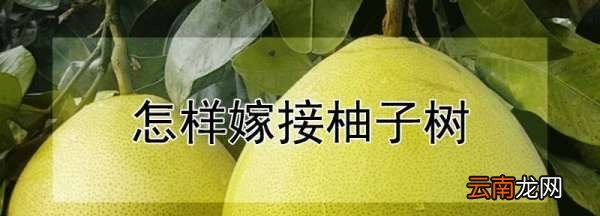 如何选柚子，怎样嫁接柚子树视频