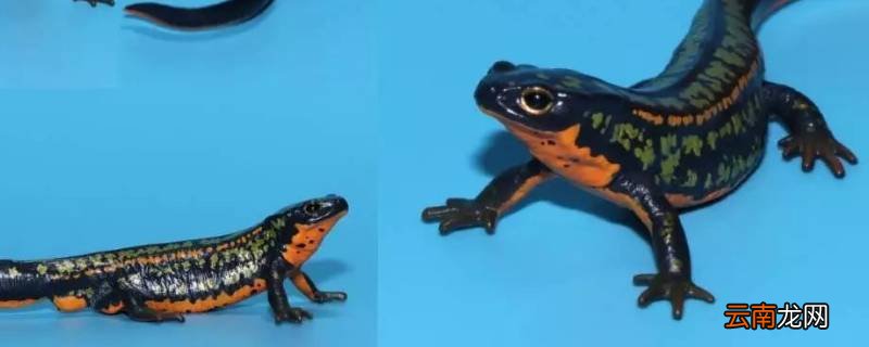 蝾螈死了会臭吗