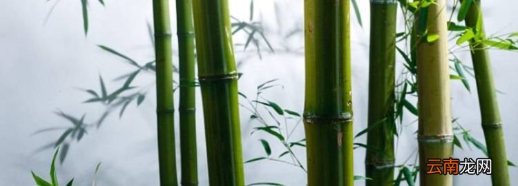 竹子的基本常识，竹子的相关知识有哪些