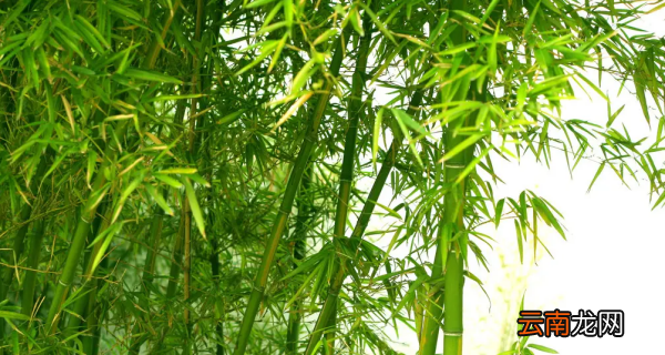 竹子的基本常识，竹子的相关知识有哪些