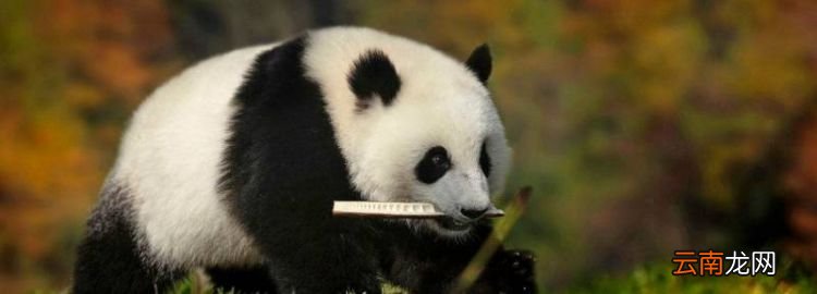 熊猫生活在哪里，大熊猫生活在什么地方