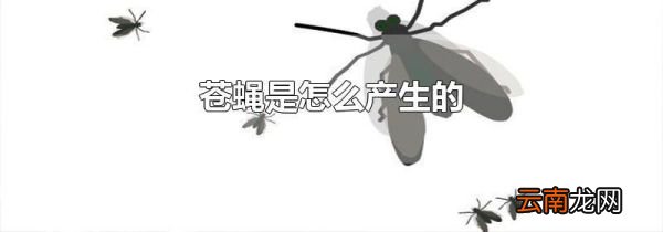 苍蝇是怎么产生的
