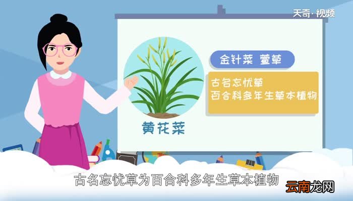 黄花菜有毒吗 新鲜黄花菜有毒吗