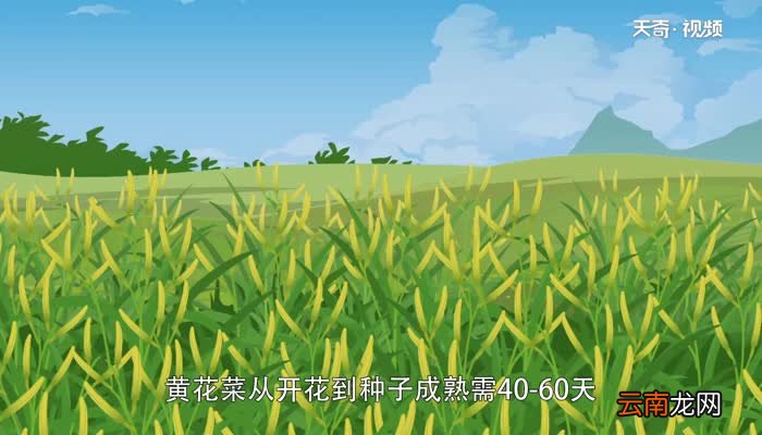 黄花菜有毒吗 新鲜黄花菜有毒吗