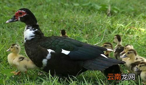 駦鸭怎么烧好吃