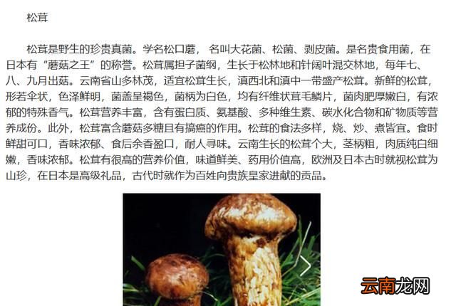 菌类都有哪些食物 菌类食材都有哪些图片