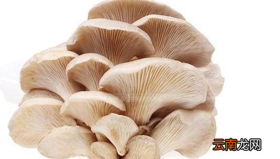 菌类都有哪些食物 菌类食材都有哪些图片