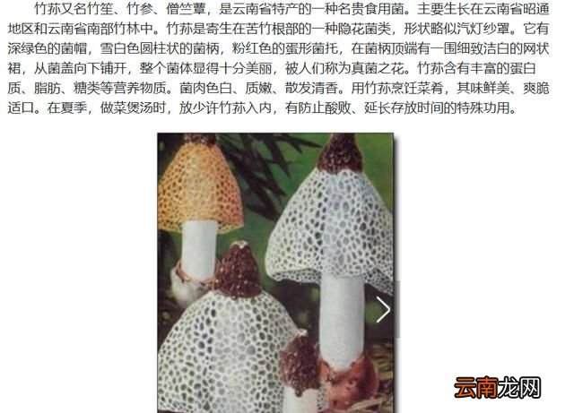 菌类都有哪些食物 菌类食材都有哪些图片