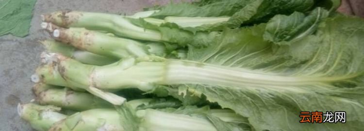 棒菜又叫什么，棒棒菜和芥兰的区别