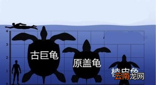 世界上最大的龟是什么龟,世界上最大的旱龟