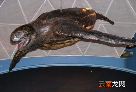 世界上最大的龟是什么龟,世界上最大的旱龟