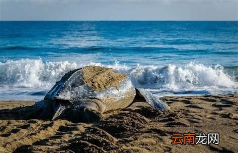 世界上最大的龟是什么龟,世界上最大的旱龟