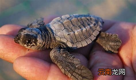 世界上最大的龟是什么龟,世界上最大的旱龟