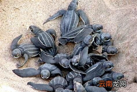 世界上最大的龟是什么龟,世界上最大的旱龟