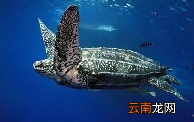 世界上最大的龟是什么龟,世界上最大的旱龟