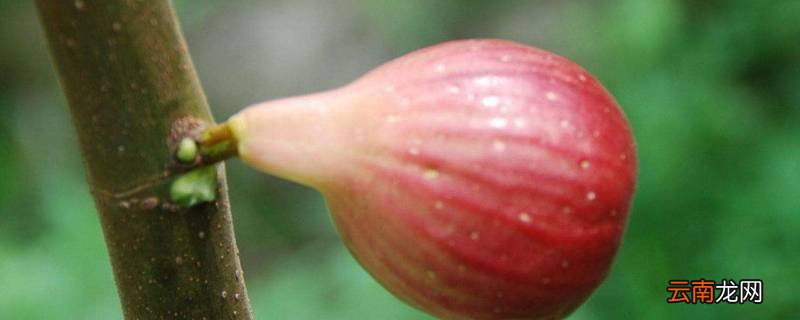 冻干无花果能泡水吗