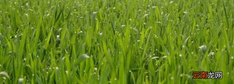 小麦苗为什么爱春雨