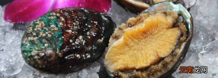 8头鲍鱼一只多大，18头鲍鱼一只多大厘米