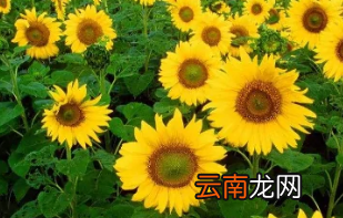 向日葵为什么跟着太阳转，向日葵为什么会随着太阳转