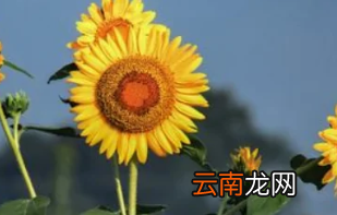 向日葵为什么跟着太阳转，向日葵为什么会随着太阳转