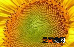 向日葵为什么跟着太阳转，向日葵为什么会随着太阳转